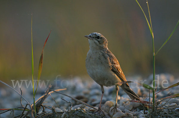 Brachpieper (Anthus campestris)