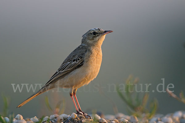 Brachpieper (Anthus campestris)