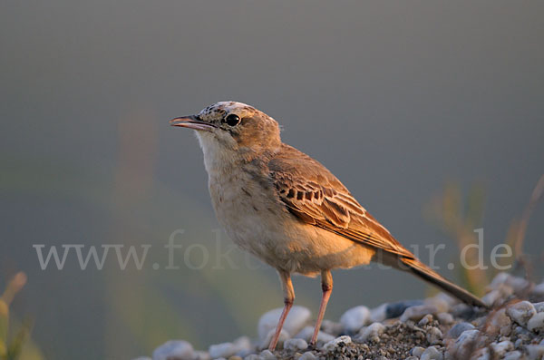 Brachpieper (Anthus campestris)