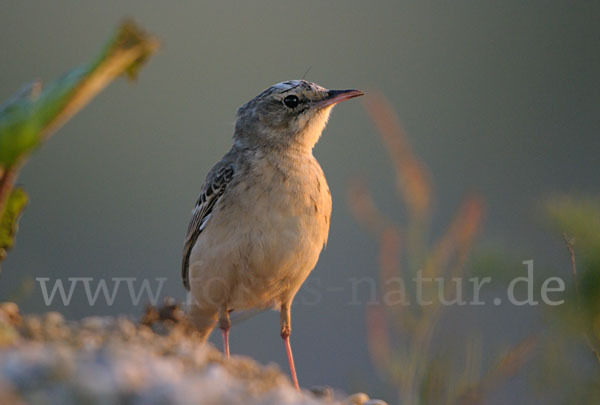 Brachpieper (Anthus campestris)