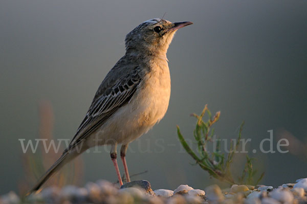 Brachpieper (Anthus campestris)