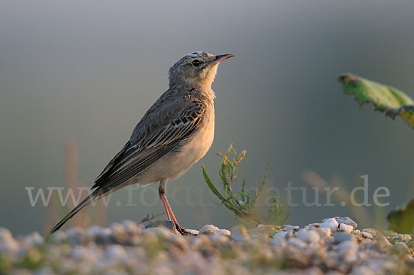 Brachpieper (Anthus campestris)