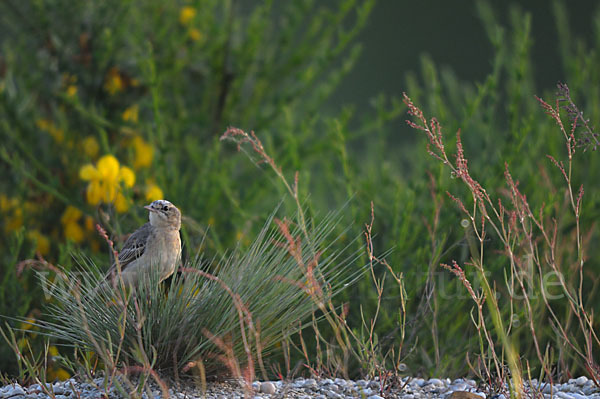 Brachpieper (Anthus campestris)