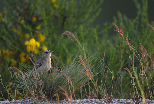 Brachpieper (Anthus campestris)