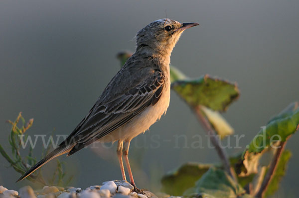 Brachpieper (Anthus campestris)