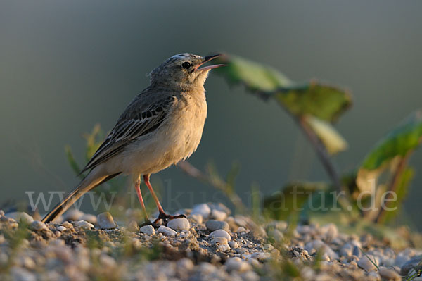 Brachpieper (Anthus campestris)