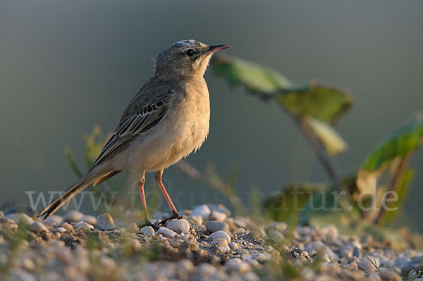 Brachpieper (Anthus campestris)