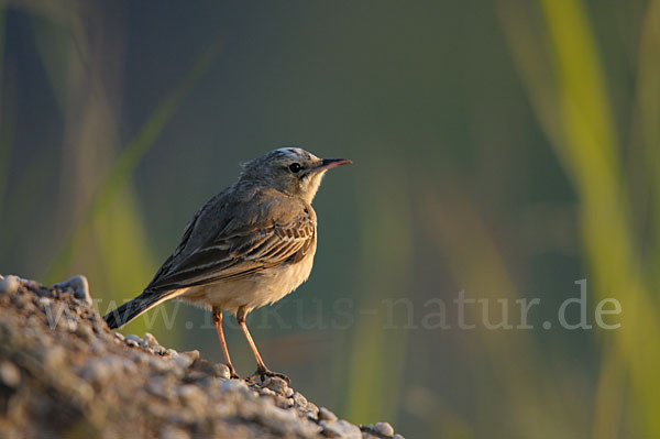 Brachpieper (Anthus campestris)