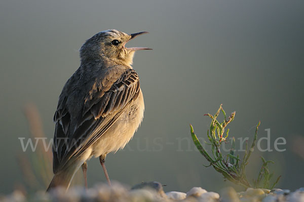 Brachpieper (Anthus campestris)