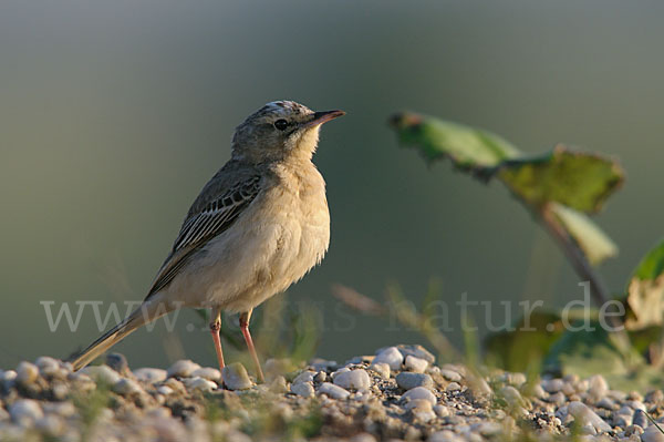 Brachpieper (Anthus campestris)