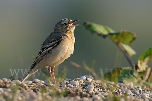 Brachpieper (Anthus campestris)