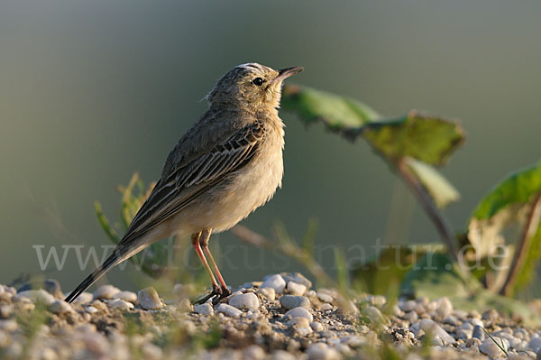 Brachpieper (Anthus campestris)