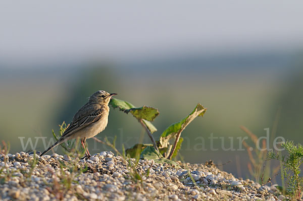 Brachpieper (Anthus campestris)