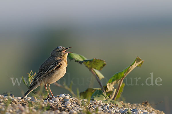 Brachpieper (Anthus campestris)