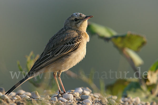 Brachpieper (Anthus campestris)