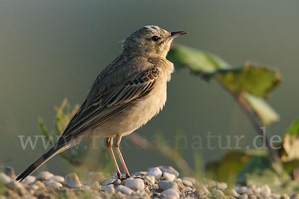 Brachpieper (Anthus campestris)