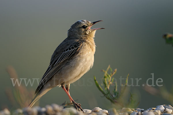 Brachpieper (Anthus campestris)