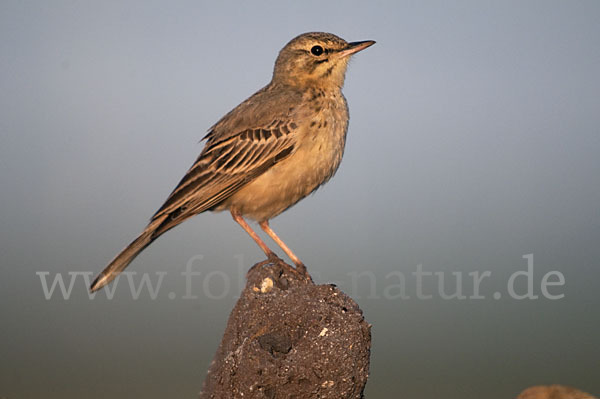 Brachpieper (Anthus campestris)