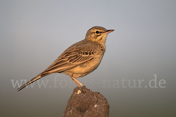 Brachpieper (Anthus campestris)