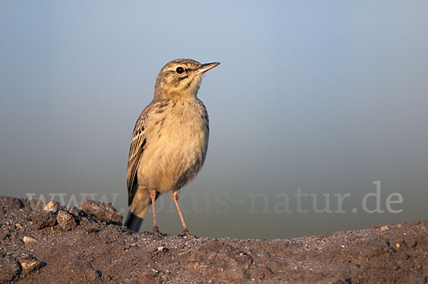 Brachpieper (Anthus campestris)