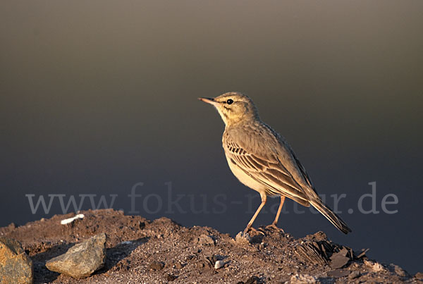 Brachpieper (Anthus campestris)