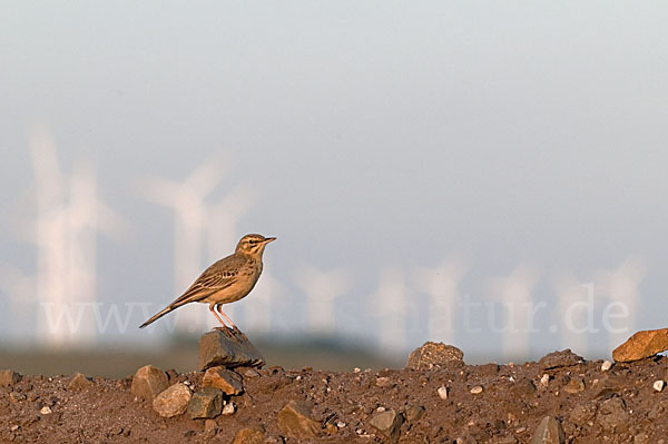 Brachpieper (Anthus campestris)