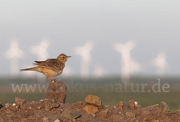 Brachpieper (Anthus campestris)