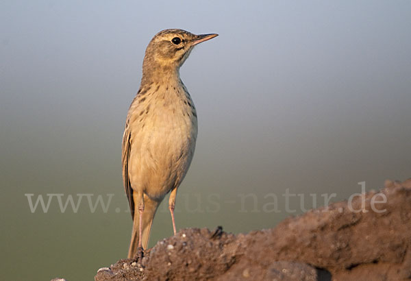 Brachpieper (Anthus campestris)