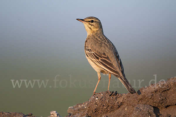 Brachpieper (Anthus campestris)