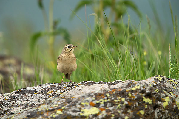 Brachpieper (Anthus campestris)