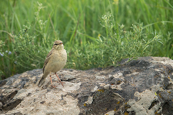 Brachpieper (Anthus campestris)