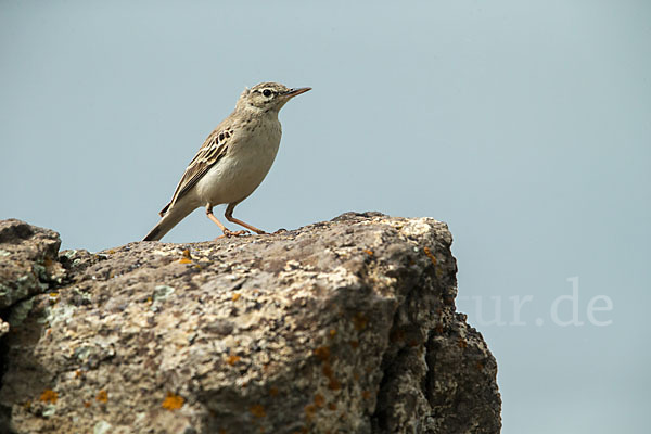 Brachpieper (Anthus campestris)