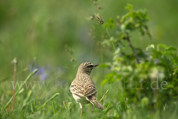 Brachpieper (Anthus campestris)