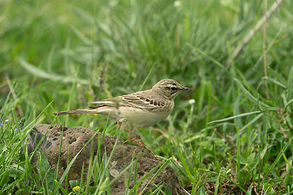 Brachpieper (Anthus campestris)