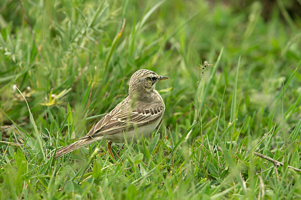 Brachpieper (Anthus campestris)