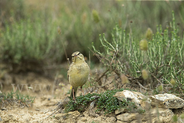 Brachpieper (Anthus campestris)