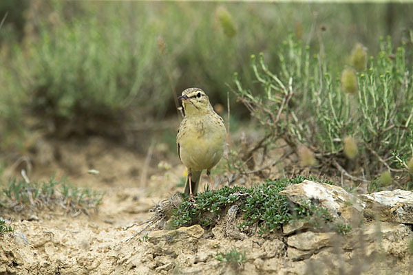 Brachpieper (Anthus campestris)