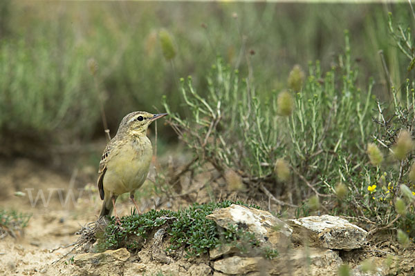 Brachpieper (Anthus campestris)