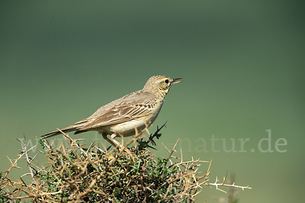 Brachpieper (Anthus campestris)