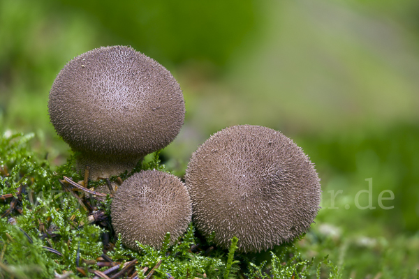 Bräunlicher Stäubling (Lycoperdon umbrinum)