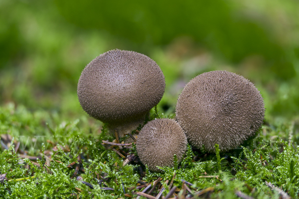 Bräunlicher Stäubling (Lycoperdon umbrinum)