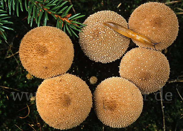 Bräunlicher Stäubling (Lycoperdon umbrinum)