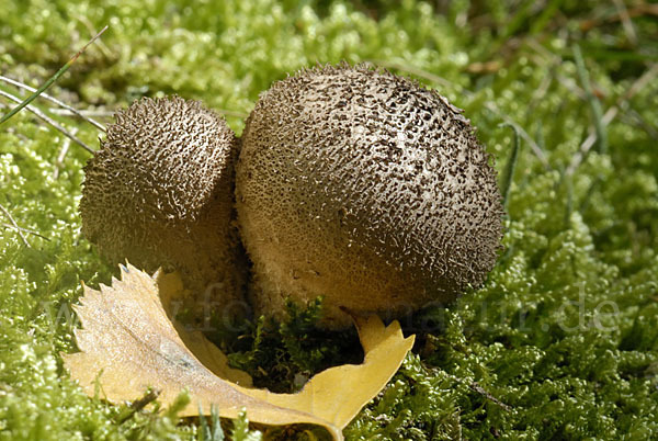 Bräunlicher Stäubling (Lycoperdon umbrinum)