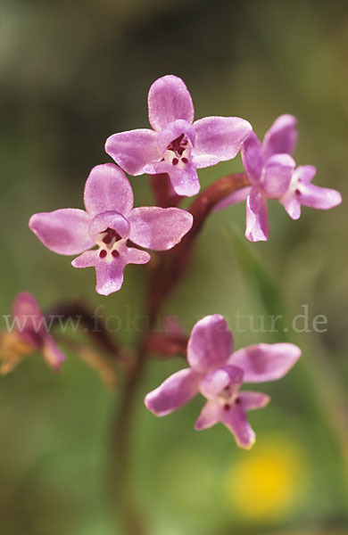 Brancifortis Knabenkraut (Orchis brancifortii)