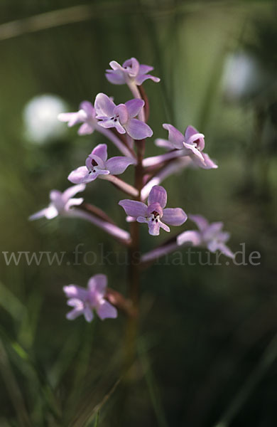 Brancifortis Knabenkraut (Orchis brancifortii)