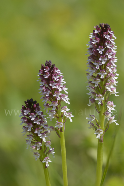 Brand-Knabenkraut (Orchis ustulata)