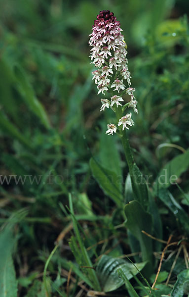 Brand-Knabenkraut (Orchis ustulata)