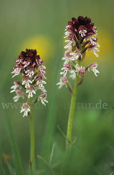 Brand-Knabenkraut (Orchis ustulata)