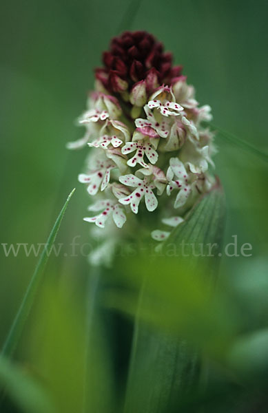 Brand-Knabenkraut (Orchis ustulata)