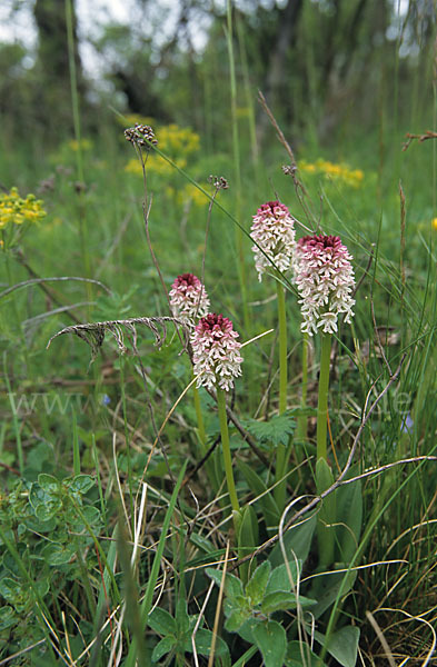 Brand-Knabenkraut (Orchis ustulata)